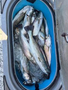 3 fishing catches at Corpus Christi