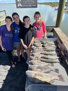 Three black drum fish caught in Corpus Christi
