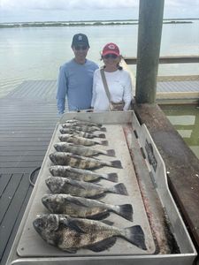 Five black drum fish caught in Corpus Christi