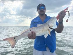 A redfish caught while fishing in Corpus Christi