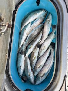 Fresh caught speckled trout in blue cooler from Corpus Christi TX fishing trip