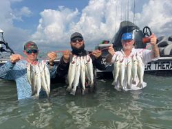 Four spotted weakfish caught in Corpus Christi