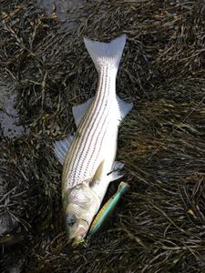 Book Cape Cod surf fishing guide.