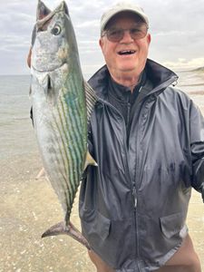 Angler catches a 25-inch Atlantic Bonito in East Sandwich