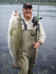 Striped bass caught in East Sandwich