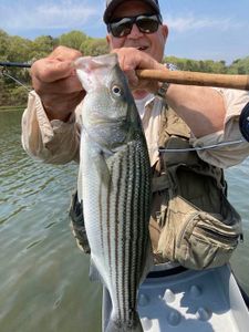Striped bass caught in East Sandwich