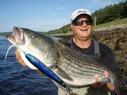 Striped bass caught in MA