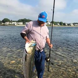 Striped bass caught fishing in MA