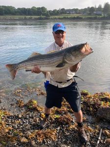 Striped bass caught while fishing in MA