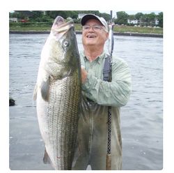 Striped bass caught fishing in MA