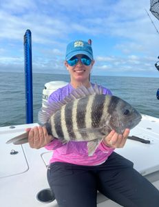 Sheepshead: Coastal camouflage champions