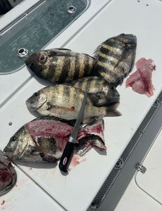 Sheepshead mystery: Ocean's enigma