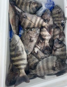 Sheepshead secrets: Unleash the intrigue