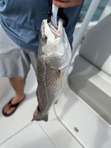 Deep Sea fishing in Charleston, SC