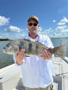 Black Drum fish caught while fishing in SC