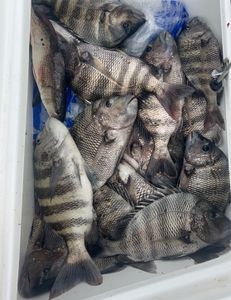 7 sheepshead, redfish, and black margate fish caught in SC
