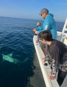 Shark fishing Charleston SC