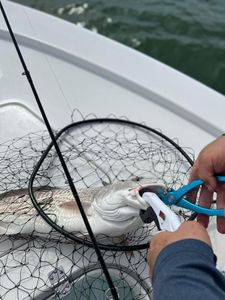 Fishing For Inshore Fish in Charleston