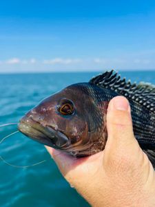 Fishing in South Carolina