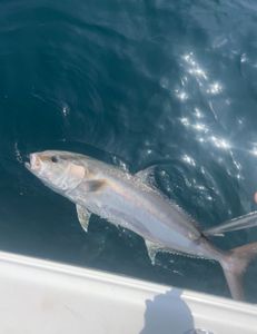 Great fishing catch in SC