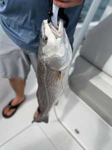 Redfish caught during fishing trip in Mount Pleasant