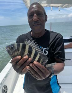 Sheepshead fish caught in Mount Pleasant