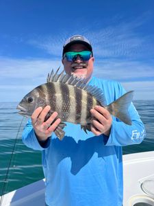 Sheepshead fish caught by angler in South Carolina