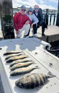 Three sheepshead fish caught on a fishing trip in South Carolina