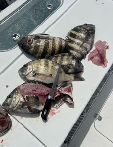 3 sheepshead fish caught in SC