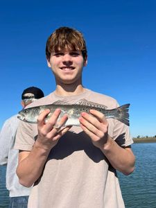 Spotted weakfish caught by angler in Mount Pleasant