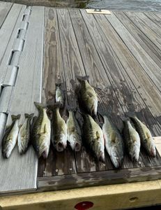 8 fish caught while fishing and hunting in Weldon