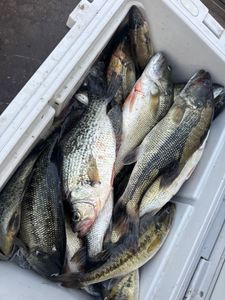 3 crappie fish caught in NC
