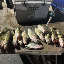 6 crappie fish caught in Weldon