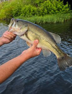 Largemouth bass caught while fishing in North Carolina