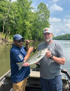 Striped bass fishing in NC