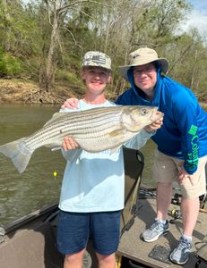 Striped bass, 30 inch fish caught in NC