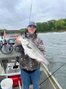 Striped bass caught in Weldon during fishing