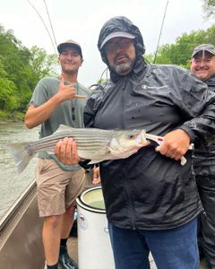 Striped bass caught in Weldon