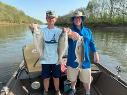 Three striped bass, fishing in Weldon