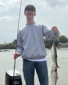 Two shad fish caught in NC during fishing and hunting