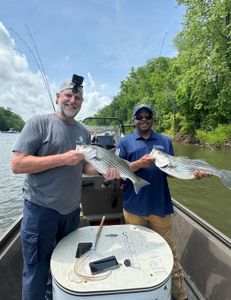 Two striped bass caught in Weldon