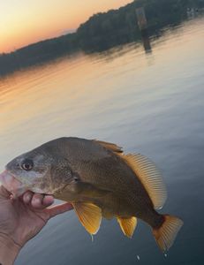 A great fishing trip at Weldon