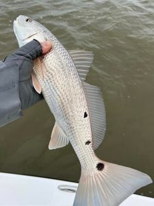 Redfish caught in Matagorda while fishing