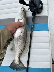 Spotted weakfish caught fishing in TX