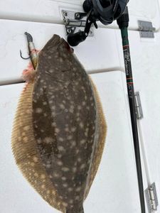 Summer Flounder fish caught in Matagorda