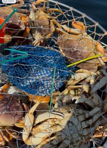 Crabs Delight - Winchester Bay, OR.