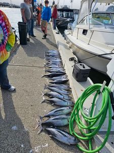 Large catch of albacore tuna lined up on dock in Reedsport Oregon after successful fishing trip