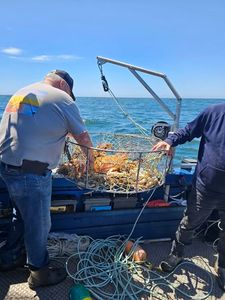Crab trap being hauled aboard fishing boat in Reedsport OR waters