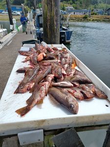 2 fishermen catching large fish in Reedsport