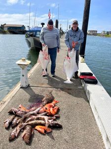 Two Pacific Halibut, each measuring 26 inches, caught while fishing in OR